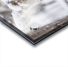 Funny Deer Acrylic print