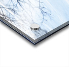 Lynx 2 Acrylic print