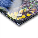 Black Bear Boss Acrylic print