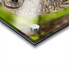 Barred Owl Acrylic print