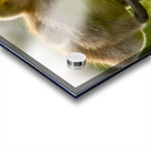 Goslings Acrylic print