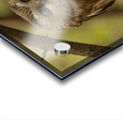 Saw Whet Owl 2 Acrylic print