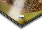 Saw Whet Owl 3 Acrylic print