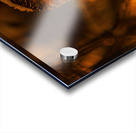 Saw Whet Owl 4 Acrylic print