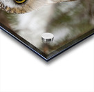 Saw Whet Owl 5 Acrylic print