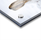 Jack Rabbit Acrylic print