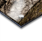 Screech Owl 4 Acrylic print