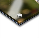 Green Heron Sunset Acrylic print