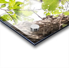 Screech 12 Eyes Acrylic print