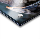 Blue Heron 2 Acrylic print