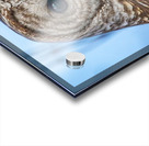 Barred Owl 3 Acrylic print