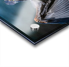 Blue Heron 2 Acrylic print