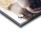 Bison Mom and Cub Acrylic print