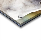 Horse Portrait 2 Acrylic print