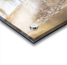 Pileated Woodpecker Acrylic print