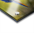 Blue Heron 4 Acrylic print