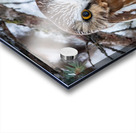 Saw Whet Owl 6 Acrylic print