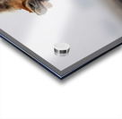 Horse Smile Acrylic print