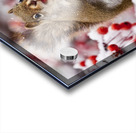 Red Squarel 3 Acrylic print