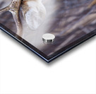 Buck Portrait 3 Acrylic print