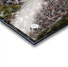 Boreal Owl 2 Acrylic print