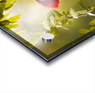 Pileated Woodpecker 2 Acrylic print