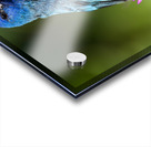 Indigo 2 Acrylic print