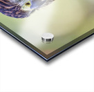 Coopers Hawk Acrylic print