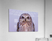 SEO Sunset Acrylic Print