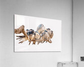 Gathering Acrylic Print