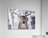 Buck Glancial Blue Acrylic Print
