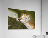 Red Fox with Butterfly Acrylic Print