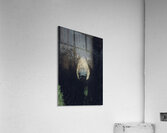 Wild Bear Futuristic Acrylic Print