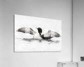 Loon BW Acrylic Print