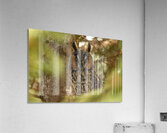 LEO Portrait Acrylic Print