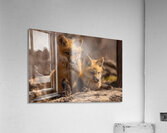 Red Fox Kits Acrylic Print