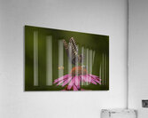 Flower Story Acrylic Print