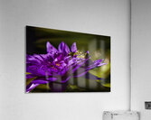 Flower Story 2 Acrylic Print