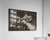 Red Fox with Butterfly BW Acrylic Print