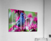 Indigo Bunting Acrylic Print