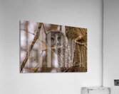 GGO 5 Peekaboo Acrylic Print