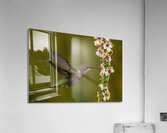 Hummingbird Acrylic Print