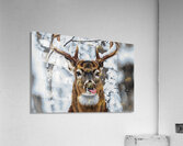 Buck Acrylic Print