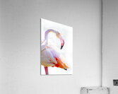 Wild Pink Flamingo Acrylic Print