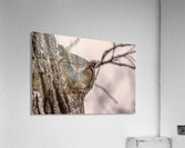 GHO Peekaboo Acrylic Print