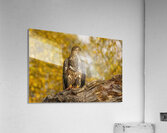 Bald Eagle Fall Time Acrylic Print