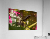 Hummingbird 2 Acrylic Print