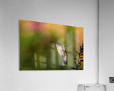 Hummingbird 3 Acrylic Print