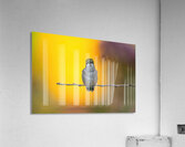 Hummingbird 4 Acrylic Print