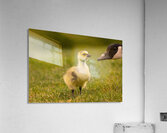 Gosling Story Acrylic Print